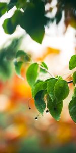 Drops,Plantes,Arbres,Feuilles