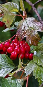 Plantes,Feuilles,Arbres