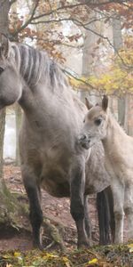 Trees,Light,Forest,Light Coloured,Animals,Horses