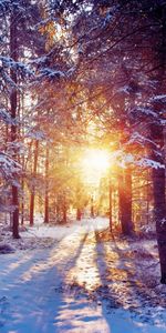 Trees,Light,Thicket,Nature,Sun,Snow,Shine,Forest