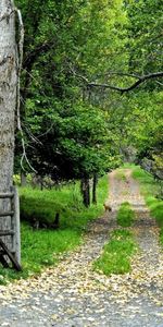 Feuilles,Lumières,Route,Forêt,Nature,Arbres,Lanternes