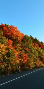 Trees,Markup,Nature,Autumn,Turn,Road