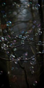 Trees,Miscellanea,Miscellaneous,Branches,Bubble,Bubbles