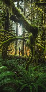 Trees,Miscellanea,Miscellaneous,Forest,Moss,Human,Person,Fern,Tropics