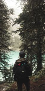 Forêt,Solitude,Seule,Divers,Arbres,Solitaire