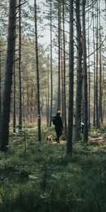 Trees,Miscellanea,Miscellaneous,Stroll,Person,Nature,Forest,Dog,Human