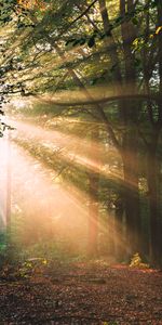 Arbres,Forêt,Matin,Nature,Lumière Du Soleil,Paysage