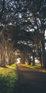 Trees,Morning,Track,Empty,Nature,Greens,Alley