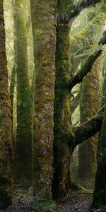 Trees,Moss,Bark,Ancient,Ancients,Forest,Trunks,Nature,Old