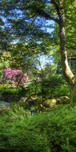 Trees,Moss,Nature,Garden,Fern