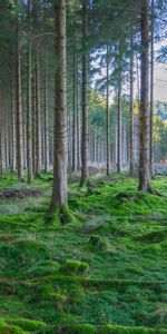 Trees,Moss,Nature,Pine,Forest