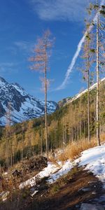 Árboles,Pino,Montaña,Nieve,Naturaleza,Paisaje