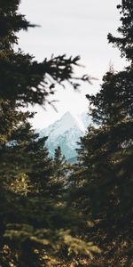 Trees,Mountain,Top,Forest,Nature,Pine,Vertex