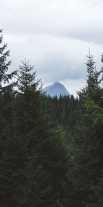 Trees,Mountain,Vertex,Top,Forest,Nature