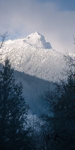 Trees,Mountain,Vertex,Top,Snowbound,Snow Covered,Slope,Nature