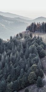 Nature,Brouillard,Forêt,Arbres,Montagnes,Paysage