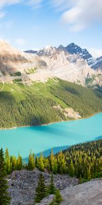 Arbres,Épicéa,Sapin,Montagnes,Nature,Lac,Paysage