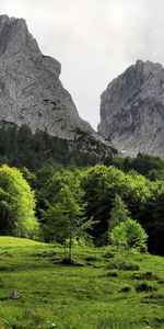 Trees,Mountains,Landscape