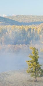 Montagnes,Arbres,Paysage