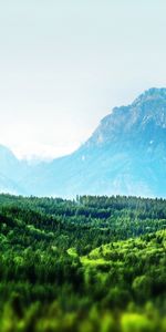 Trees,Mountains,Landscape