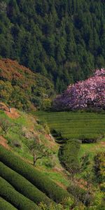 Montagnes,Arbres,Paysage