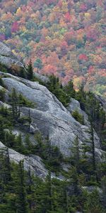 Trees,Mountains,Landscape