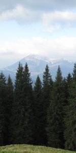 Trees,Mountains,Landscape