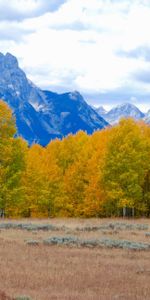 Trees,Mountains,Nature,Autumn