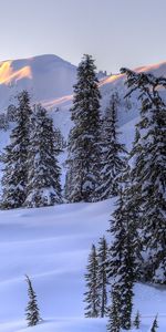 Trees,Mountains,Snow,Landscape