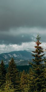 Trees,Mountains,Spruce,Fir,Nature,Forest,Clouds