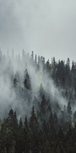 Trees,Mountains,Top,Fog,Crown,Crowns,Nature,Forest,Tops