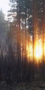 Forêt,Aube,Nature,Automne,Arbres