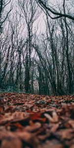 Trees,Nature,Autumn,Leaves