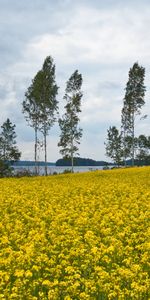 Domaine,Champ,Arbres,Nature,Fleurs,Paysage