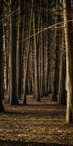 Nature,Arbres,Forêt,Marron