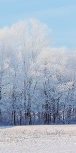 Trees,Nature,Forest,Winter,Snow,Landscape