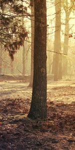 Nature,Arbres,Paysage