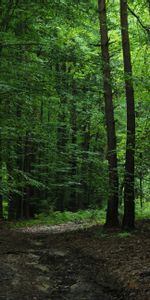 Nature,Arbres,Feuilles,Forêt