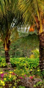 Trees,Nature,Palms,Fruit