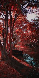 Trees,Nature,Park,Foliage,Autumn