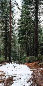 Naturaleza,Árboles,Pino,Bosque,Nieve