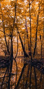 Trees,Nature,Rivers,Autumn,Forest,Landscape