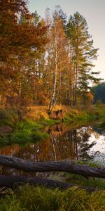 Nature,Arbres,Rivières,Automne,Paysage