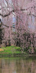 Trees,Nature,Rivers,Branch,Flowers