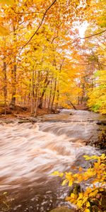 Trees,Nature,Rivers,Forest,Autumn