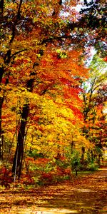 Trees,Nature,Road,Leaf Fall,United States,Forest,Fall,Brightly,Wisconsin,Autumn,Usa