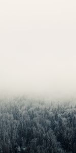 Forêt,Brouillard,Arbres,Nature,Sky