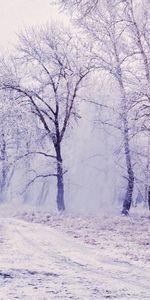 Árboles,Bosque,Invierno,Naturaleza,Nieve