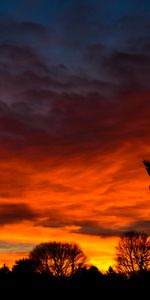 Trees,Nature,Sunset,Bird,Silhouette