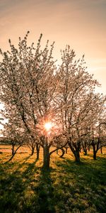 Trees,Nature,Sunset,Flowering,Bloom,Garden,Spring